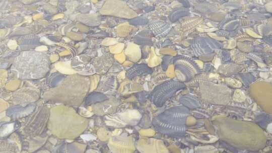 水底的贝壳鹅卵石