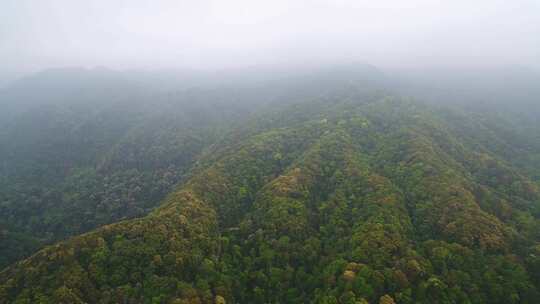 航拍森林山脉云雾环保沙县萝卜岩楠木保护区