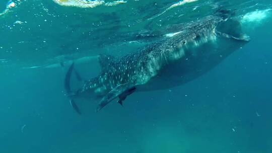 浮浅水下拍摄鲸鱼鲸鲨视频素材模板下载