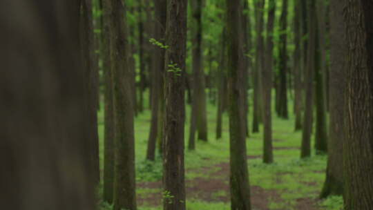 自然-树林-茂密-横移-变焦-特写视频素材模板下载