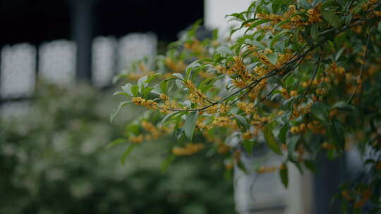 桂花盛开的枝头特写