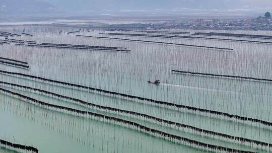 海洋养殖海带紫菜养殖业航拍福建霞浦