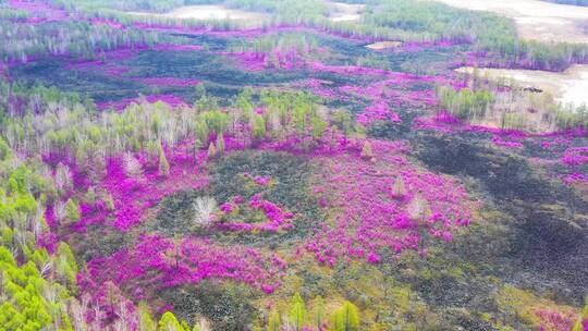 毕拉河杜鹃花 4k高清视频