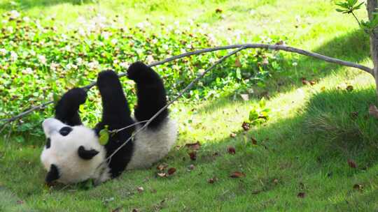 独自玩耍的可爱大熊猫幼崽嬉戏国宝童年萌宠
