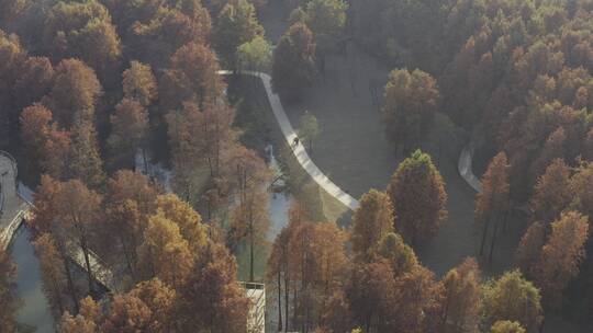 临安青山湖水杉