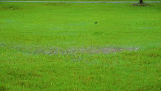 暴雨草地 草坪下雨 绿地下雨