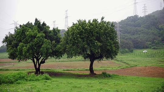 清晨雨后公园两颗榕树下草地露营空景