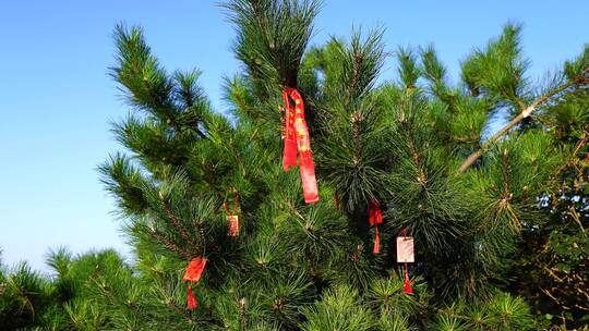 泰山玉皇顶上挂着祈福许愿红绳红丝带的松树