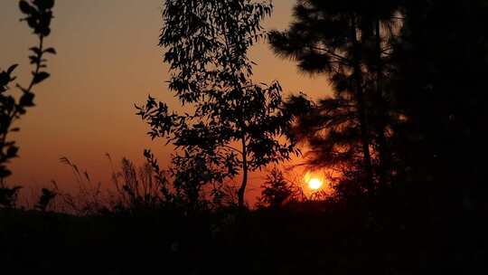夕阳落日下的树木树枝剪影素材