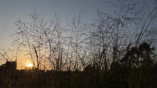 4K高清夕阳逆光下的芦苇草随风摇摆