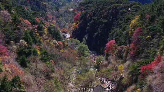 泰山对松山的秋色