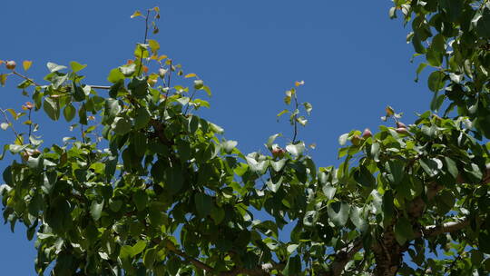 蓝天下的梨子树