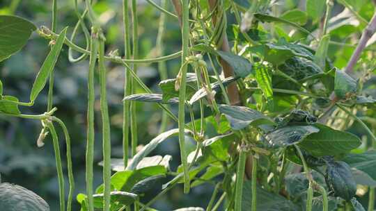 菜园里种植的豇豆长豆角