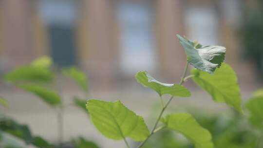 叶子，植物，小枝，绿色