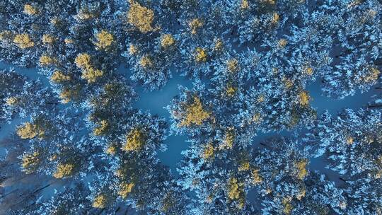 森林俯拍樟子松林雪景