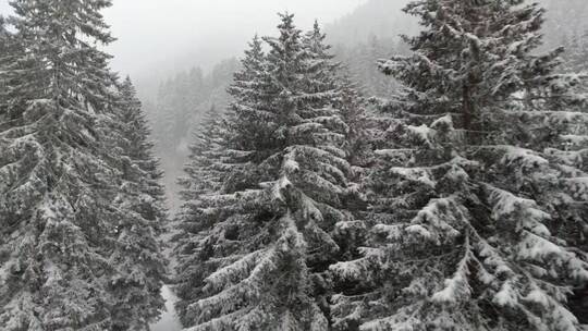 在松树之间的雪林中飞过