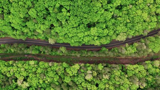 汽车穿过森林公路