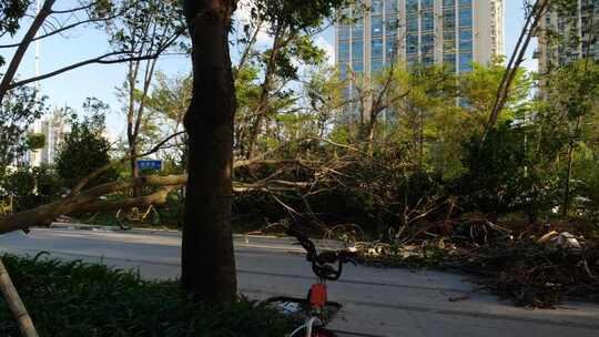 大树吹倒树木折断交通街道