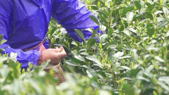 春天茶园采茶女采摘茶叶