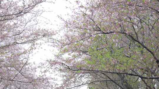 樱花盛开的季节满树樱花横屏素材