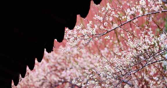 （合集）雨天古风屋檐红墙梅花唯美慢镜