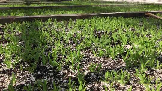温室大棚内蔬菜种植画面