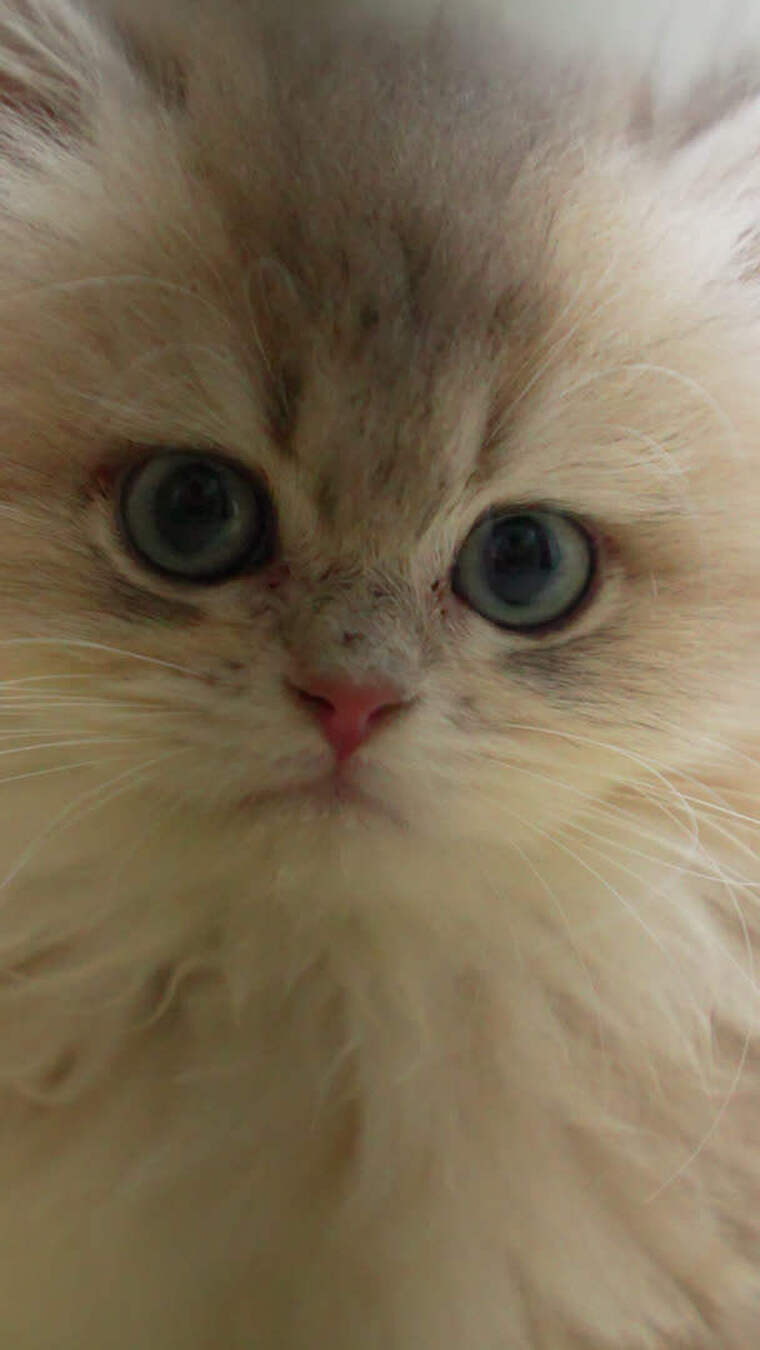 毛茸茸小猫特写