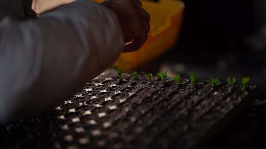 绿植幼苗栽种过程