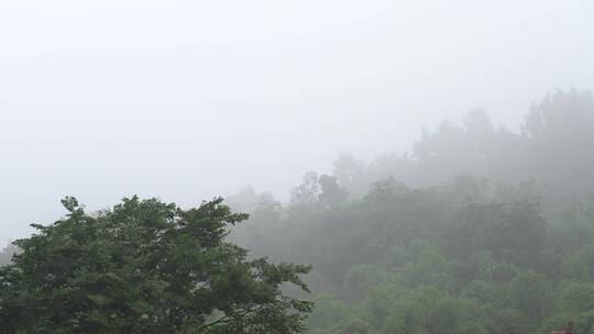 树木森林山雾