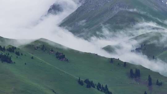 航拍夏季新疆恰西森林公园风景