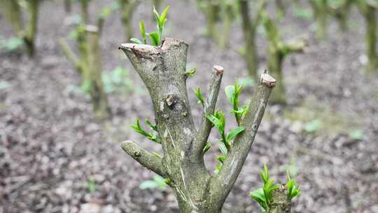 合集茶林茶叶管理台刈茶田茶园种植基地