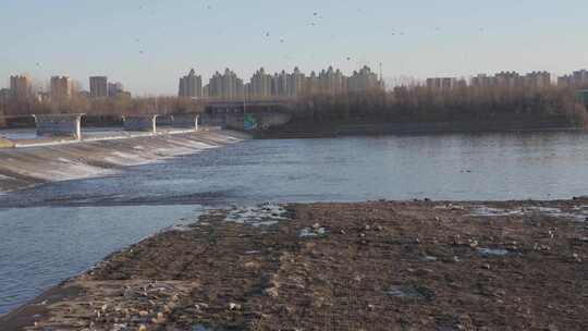 浑河边候鸟成群天空盘旋水中嬉戏