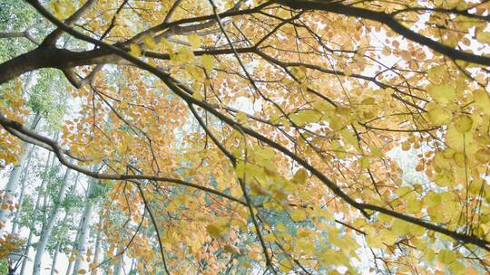 金秋树叶美景空境视频素材模板下载