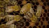 新西兰深山里的麦卢卡蜂蜜农场和蜜蜂巢框高清在线视频素材下载