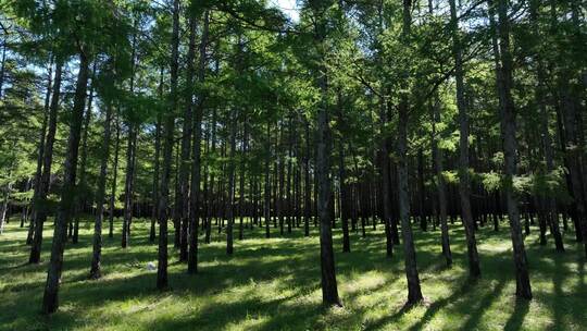 航拍植树造林成果人工林树林光影