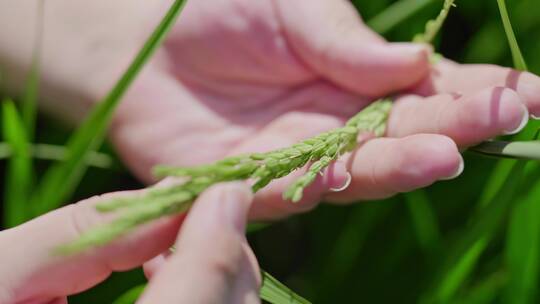 8k水稻种植视频素材模板下载