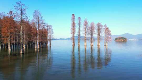 浙江省余姚市四明湖边的池杉风光