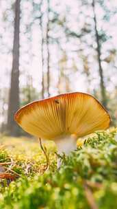 白俄罗斯欧洲延时蘑菇