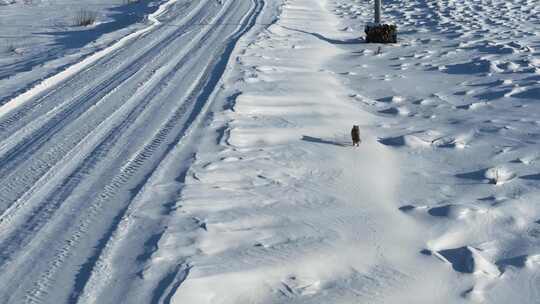 道路旁雪地上一只野生狐狸排泄大便