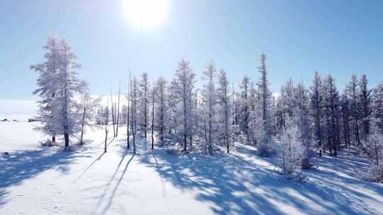 阳光照耀下的雪林风景