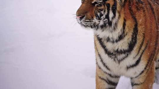 东北冬天下雪行走在雪地里的野生东北虎