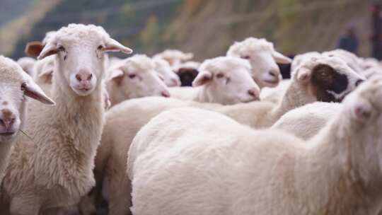 羊，牛群，散步，看着相机