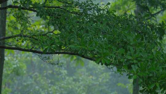 雨季树林下雨 树叶 树枝视频素材模板下载