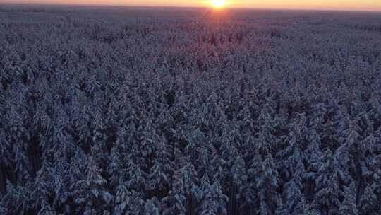 夕阳下被雪覆盖的广袤森林全景