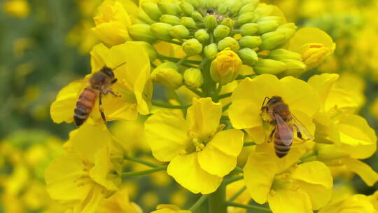特写慢镜头春天的蜜蜂在油菜花上采蜜飞舞