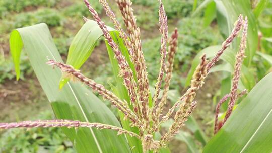 农田玉米种植视频素材模板下载