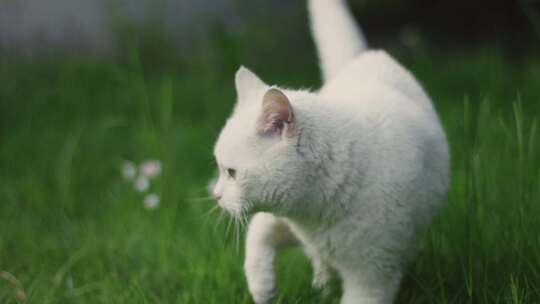 可爱的白猫小白猫宠物猫猫咪玩耍视频素材模板下载