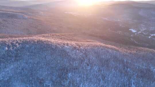 大兴安岭冬季黎明雪色山林