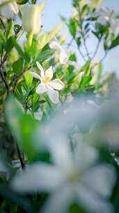 阳光栀子花栀子花田地