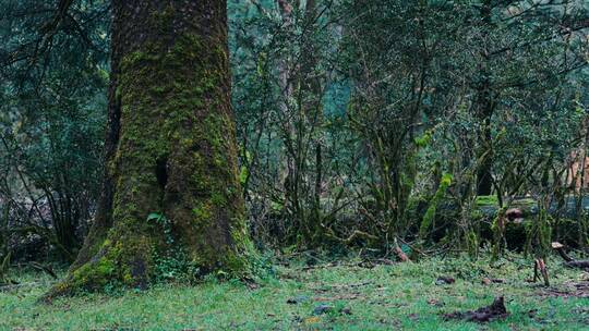 下着小雨的原始森林静谧户外自然风景
